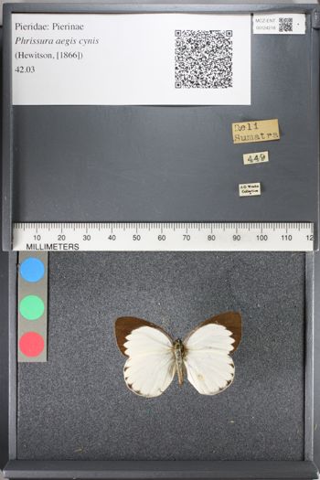Media type: image;   Entomology 124218